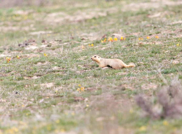 Gopher Aire Libre Parque Naturaleza — Foto de Stock