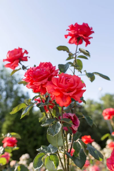 Rote Rose Einem Park Auf Der Natur — Stockfoto