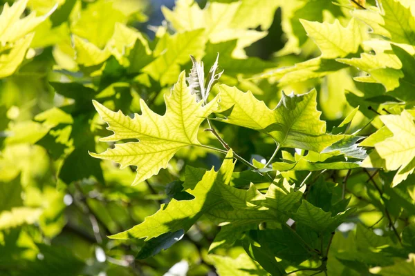 Groene Esdoorn Bladeren Natuur Het Park Natuur — Stockfoto
