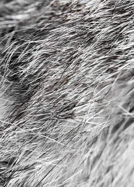 Piel Conejo Gris Como Fondo Foto Una Textura Abstracta —  Fotos de Stock