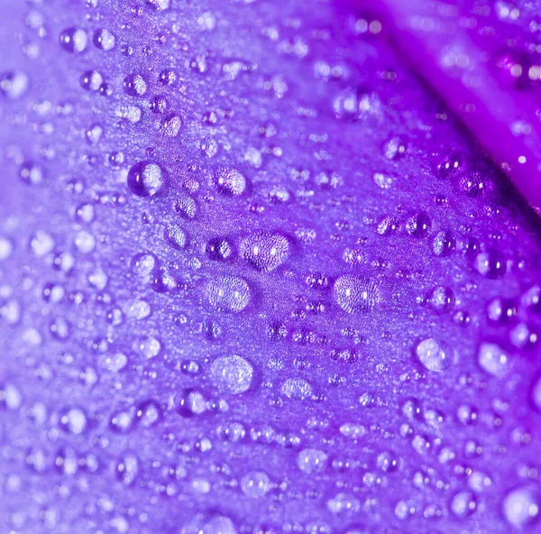 Drops Water Blue Flower — Stock Photo, Image