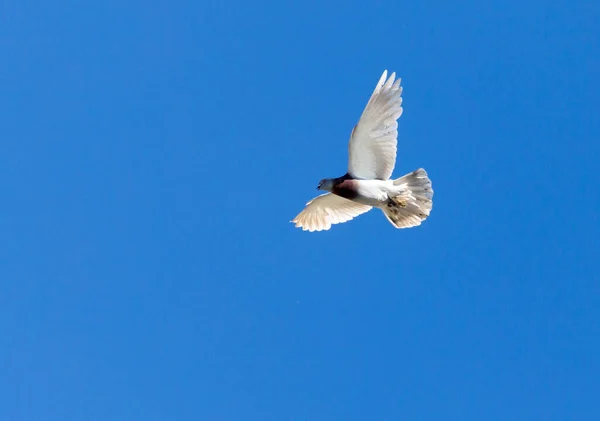 하늘을 비둘기 — 스톡 사진