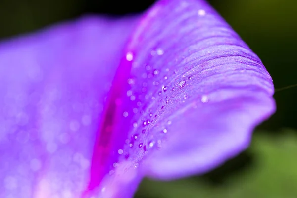 Wassertropfen Auf Einer Blauen Blume — Stockfoto