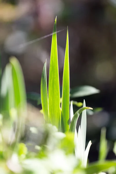 夜明けに草の葉 自然公園で — ストック写真