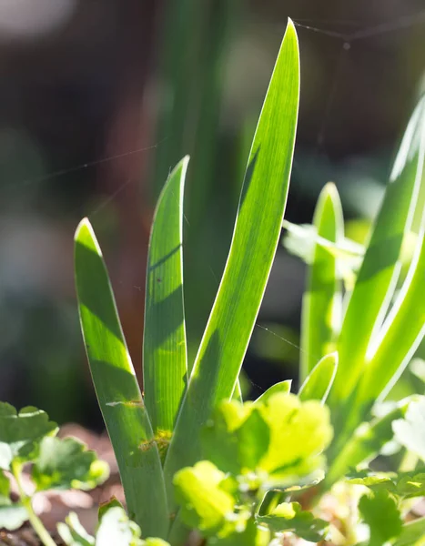 Grasblätter Morgengrauen Park Der Natur — Stockfoto