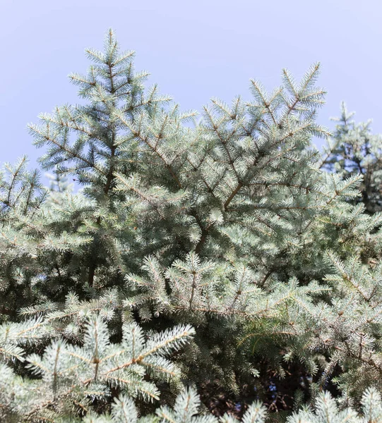 Větev Modrý Vánoční Stromek Přírodě Parku Přírodě — Stock fotografie