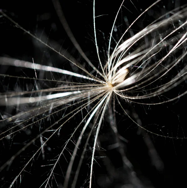 Fluffy Dandelion Black Background Park Nature — Stock Photo, Image