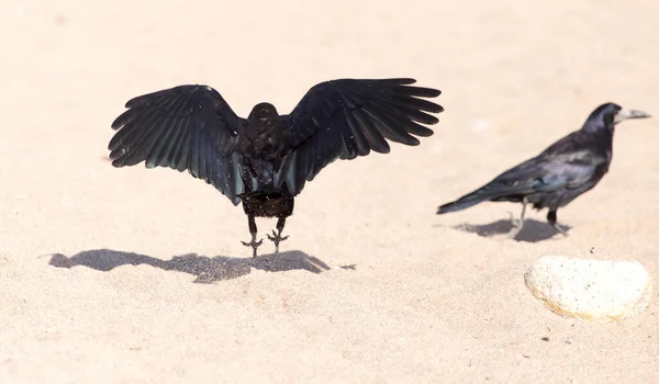 Černá Vrána Písku Parku Přírodě — Stock fotografie