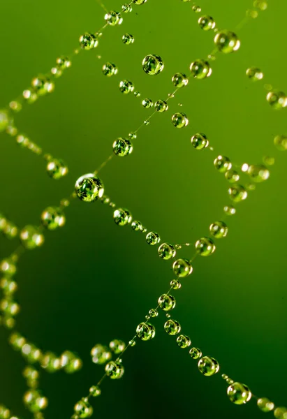 Wassertropfen Auf Einem Spinnennetz Der Natur — Stockfoto