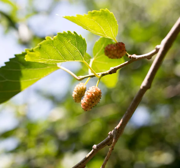 Moerbeibessen Boom Het Park Natuur — Stockfoto