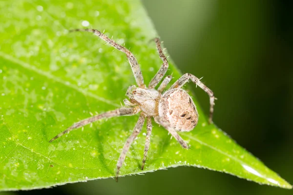 Spinne Auf Grünem Grund Park Der Natur — Stockfoto