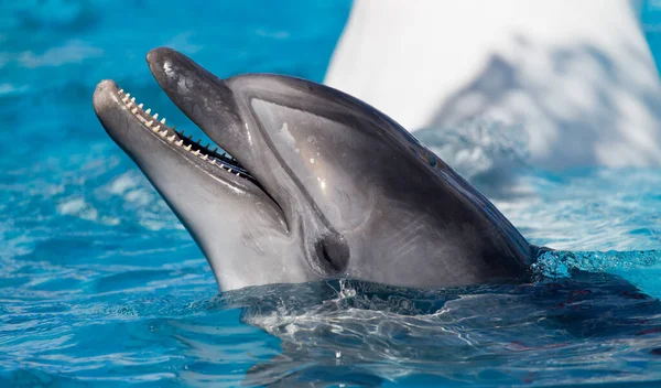 Dolfijn Het Zwembad Het Park Natuur — Stockfoto