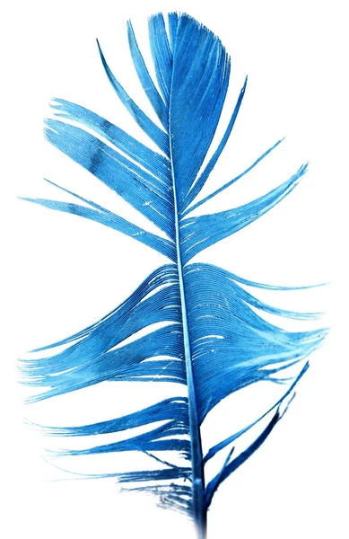 Plumes Bleues Sur Fond Blanc Photos Studio — Photo