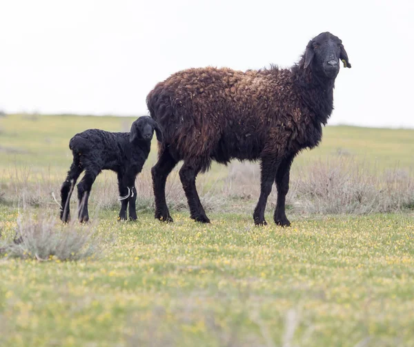 牧草地で羊 自然公園で — ストック写真