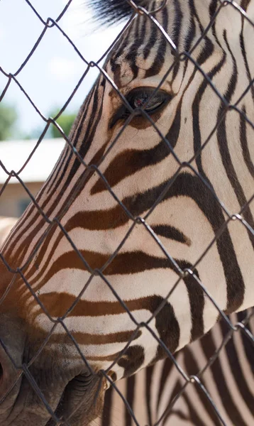 Porträt Eines Zebras Zoo Hinter Einem Zaun — Stockfoto