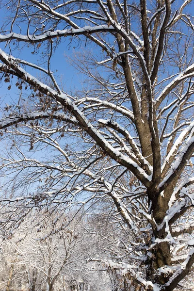 Snow Tree Blue Sky — Stock Photo, Image