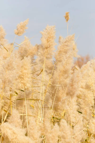 Roseaux Jaunes Dans Nature Automne Dans Parc Dans Nature — Photo