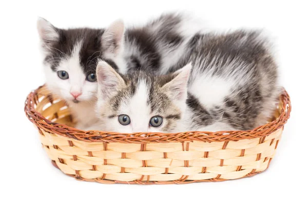 Two Kittens Basket White Background — Stock Photo, Image