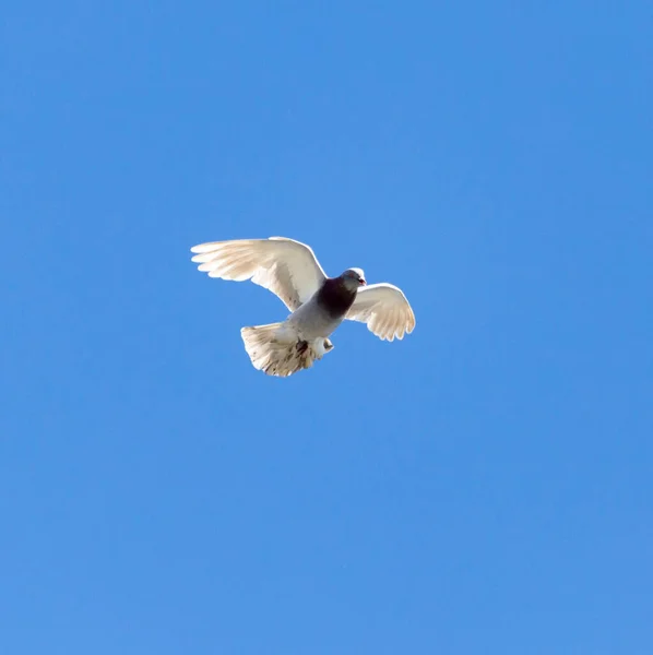 Eine Taube Flug Vor Blauem Himmel — Stockfoto