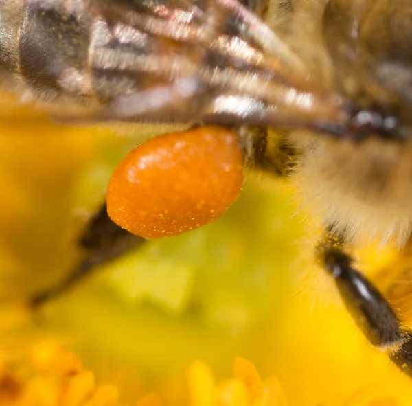 花蜜蜜蜂在爪子上 超级宏观 — 图库照片