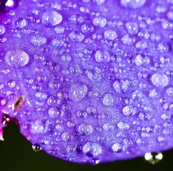 Vízcseppek Egy Kék Virágra — Stock Fotó