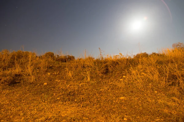 dry grass in a field in the moonlight night .