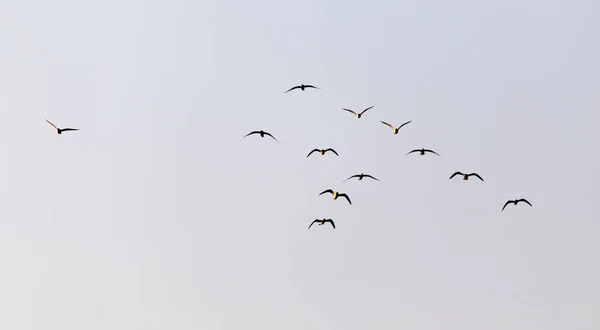 Una Bandada Gaviotas Cielo Atardecer — Foto de Stock