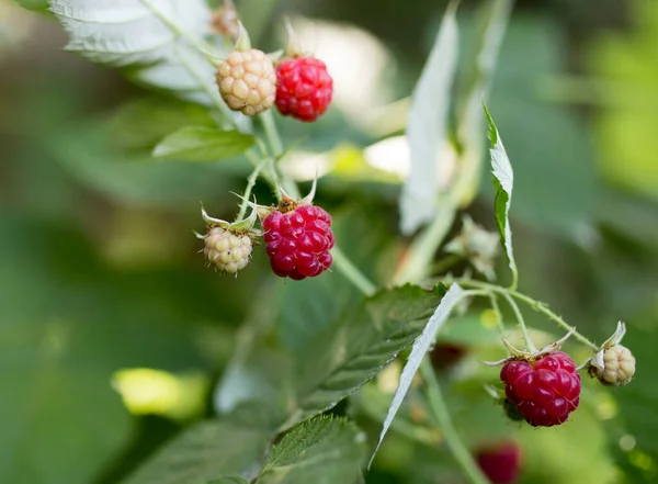 Reife Rote Himbeere Der Natur Park Der Natur — Stockfoto