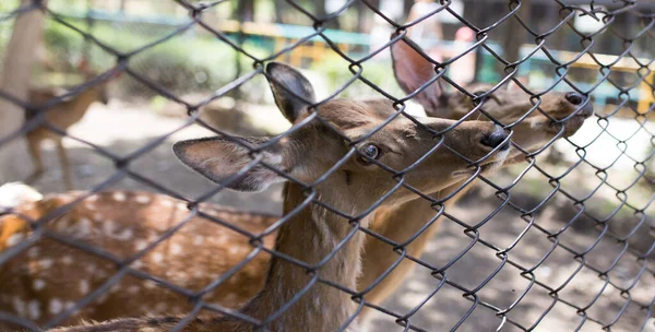 Ciervos Zoológico Detrás Una Cerca —  Fotos de Stock