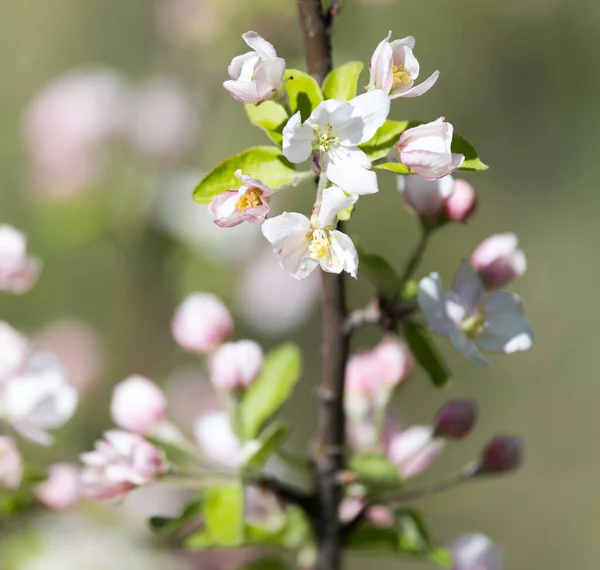 Blumen Obstbaum Der Natur — Stockfoto