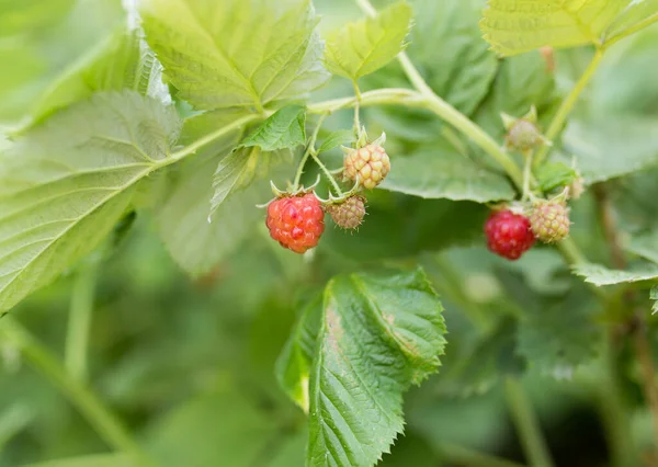 Lampone Rosso Maturo Natura Nel Parco Nella Natura — Foto Stock