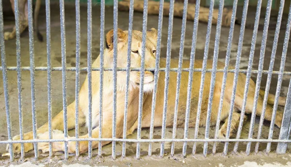 Lion Derrière Une Clôture Dans Zoo Dans Parc Dans Nature — Photo