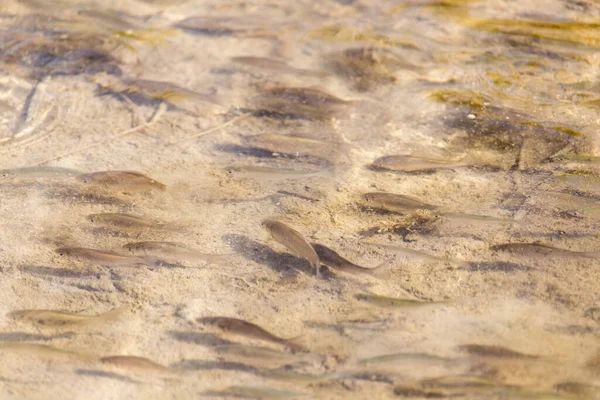 물고기가 표면을 가로지르는 자연의 — 스톡 사진