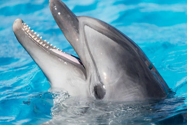 Delfin Medencében Parkban Természetben — Stock Fotó