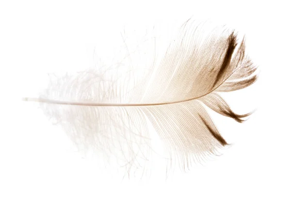 Feather White Background Photos Studio — Stock Photo, Image