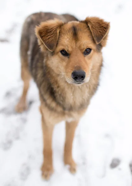 Ritratto Cane All Aperto Inverno Nel Parco Nella Natura — Foto Stock