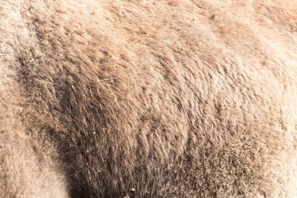 Kamelenwol Als Achtergrond Foto Van Een Abstracte Textuur — Stockfoto