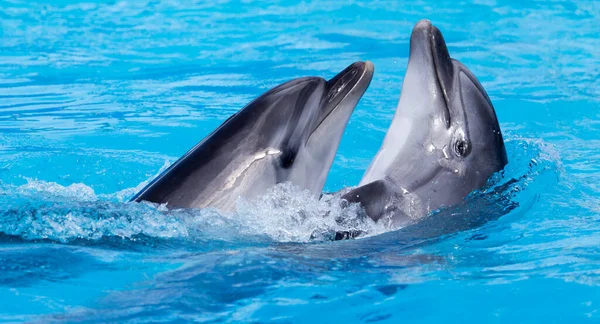 Twee Dansende Dolfijnen Het Zwembad Het Park Natuur — Stockfoto