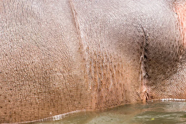 Cuir Hippopotame Comme Fond Photo Une Texture Abstraite — Photo