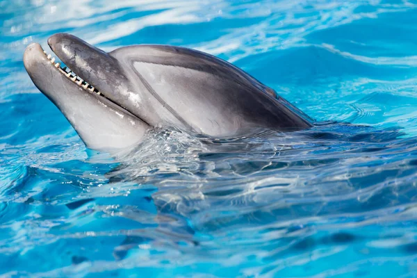 Dolfijn Het Zwembad Het Park Natuur — Stockfoto