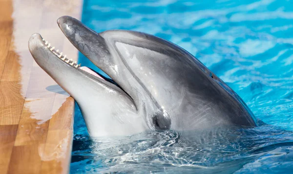 Delfín Bazénu Parku Přírodě — Stock fotografie