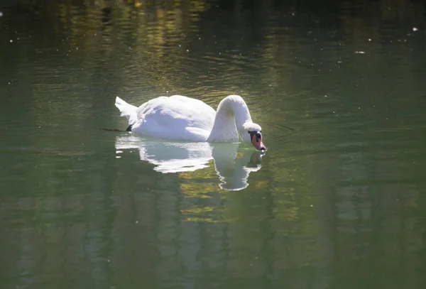 Cygne Blanc Sur Lac Dans Parc Dans Nature — Photo