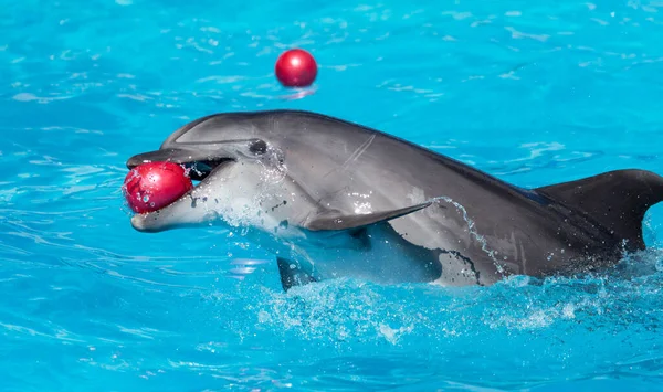 Dolfijn Met Een Bal Het Zwembad — Stockfoto