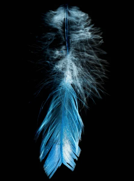 Feather Black Background Inversion — Stock Photo, Image