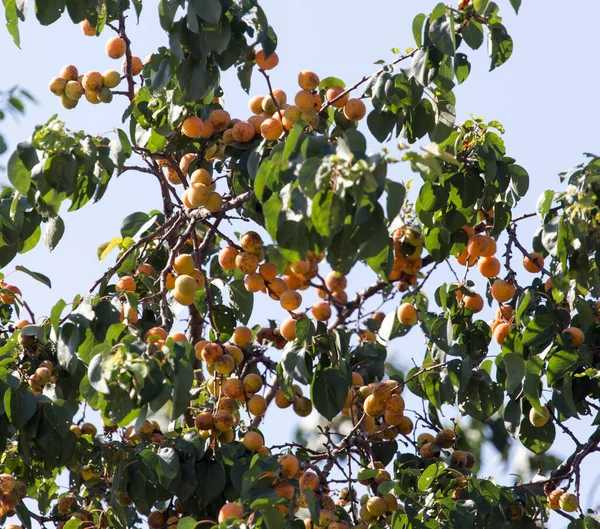 Albaricoques Maduros Árbol Naturaleza —  Fotos de Stock