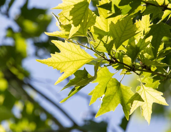 Groene Esdoorn Bladeren Natuur Het Park Natuur — Stockfoto