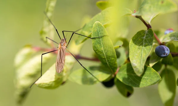 Mosquito Natureza Macro Parque Natureza — Fotografia de Stock