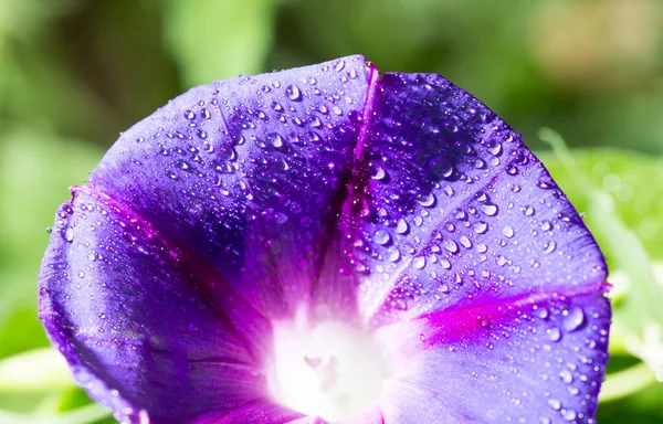 Gotas Água Uma Flor Azul — Fotografia de Stock