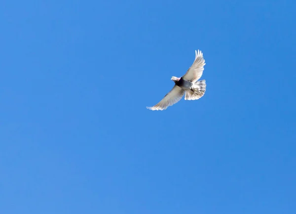 Pombo Voo Contra Céu Azul — Fotografia de Stock