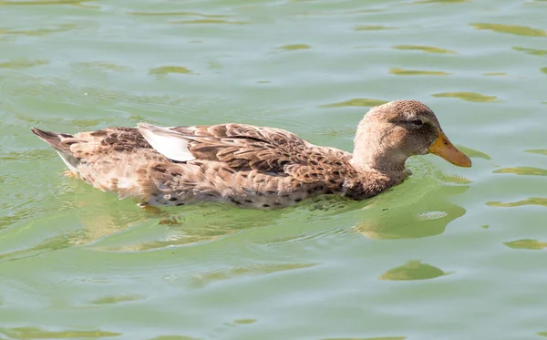 Eend Het Meer Natuur — Stockfoto